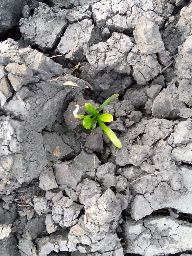 Article : Terre, eau, roseau