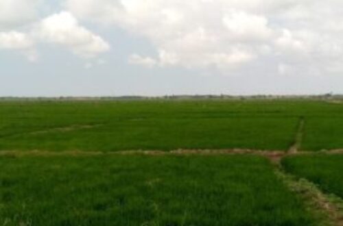 Article : Togo : les réalités des producteurs de riz à Djagble
