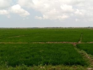 Article : Togo : les réalités des producteurs de riz à Djagble